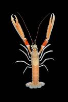 Langoustine